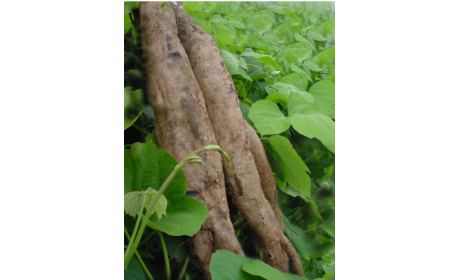 吃了這么多年的野生葛根粉，你吃對(duì)了嗎？