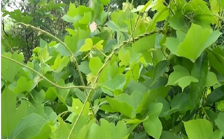 七夕寵妻狂魔就選它！二月風(fēng)雙有機(jī)野生葛根粉，健康又有文化味 