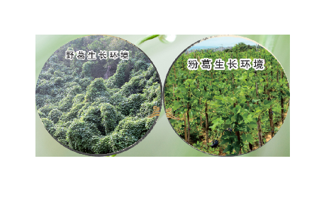 高學(xué)歷養(yǎng)生黨親測(cè)：這款雙有機(jī)野生葛根粉，憑什么成日常優(yōu)選？?