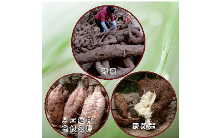 買葛粉是買野生的好？還是野生有機(jī)的好？