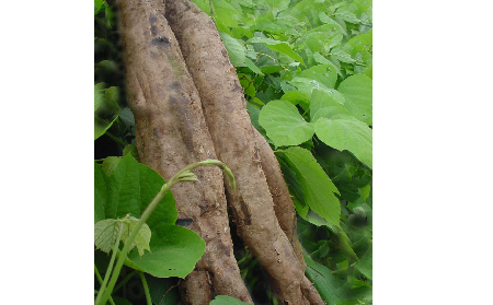 長期吃葛粉是養(yǎng)生還是傷身？科學(xué)解讀它的三大益處，讓你吃得更明白！