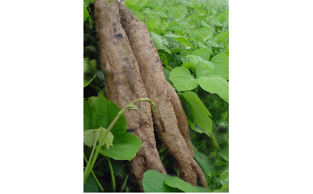 正宗的野生葛根粉，本質(zhì)是淀粉嗎？探秘千年本草中的自然饋贈(zèng)