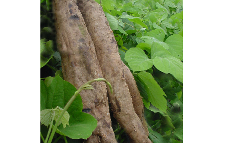 葛粉是什么？解鎖這份藏著千年文化與養(yǎng)生智慧的天然食材
